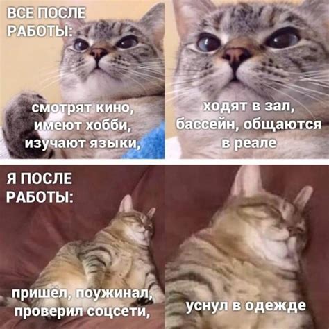Весёлые мемы с котами Приколы
