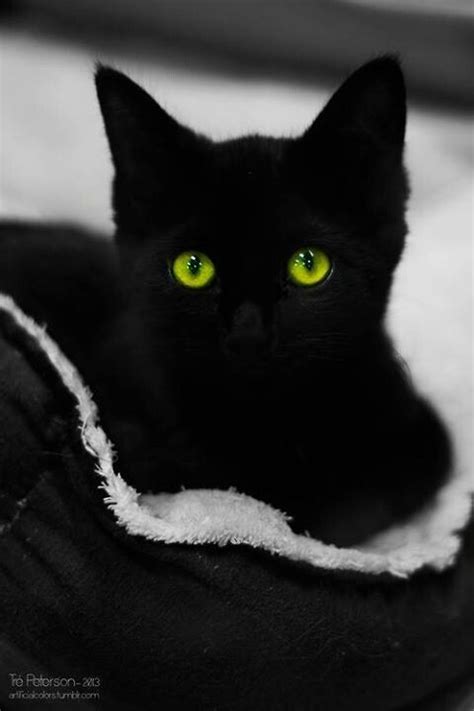 Black Cat Green Eyes When I Get A Pet Someday Pinterest