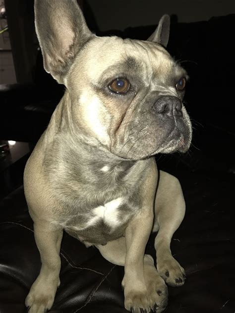 My heart was full all day, brenden wrote on her blog. Pin by Frenchie Pride on Blue Fawn Sable French Bulldog ...