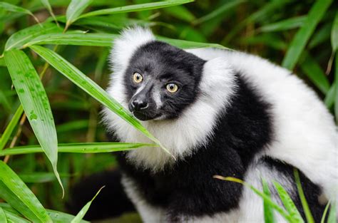 Lemur Of Madagascar Free Stock Photo Public Domain Pictures