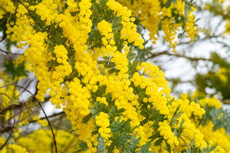 Yellow Mimosa Flowers That Signal The Arrival Of Spring Stock Photo