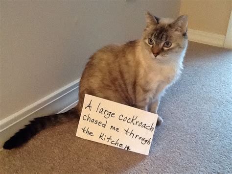 Cat Shaming This Shaming Is Ridiculous They Are Our Furrbabies And I