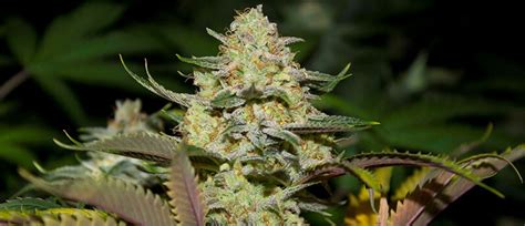 Where To Buy The Best Stardawg Seeds Online 10buds