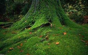 Moss Covered Stones Trees Hd Nature Wallpapers Download Free Wallpapers