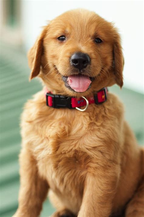 Golden retriever in dogs & puppies for rehoming in alberta. 935 best ♔ HAPPY ANIMALS (smiling, laughing) ♔ images on ...