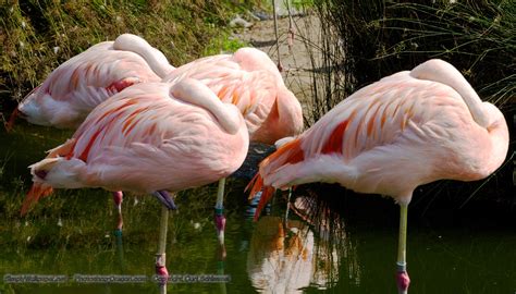 Comes in classic pastel colours of pink, grey, blue, cream and green, and a few newly released linen fabrics too. Flock of Pink Flamingos Desktop Wallpaper