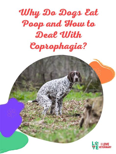 Why Do Dogs Eat Poop And How To Deal With Coprophagia I Love