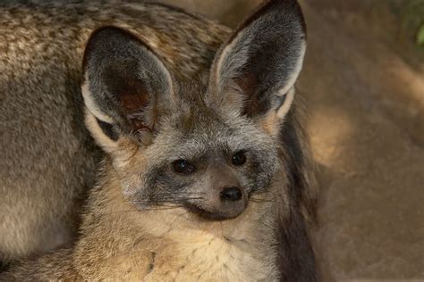 Check out our animal big ears selection for the very best in unique or custom, handmade pieces from our shops. Bat-eared Fox | San Diego Zoo Animals & Plants