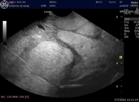 Ultrasonographic Appearance Of The Caudal Mammary Glands Revealed