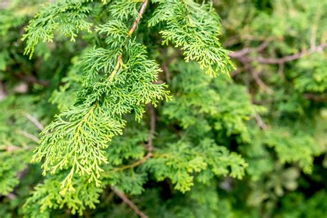 Hinoki Cypress Tree Care And Growing Guide