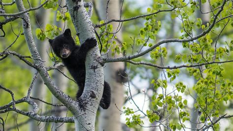 Black Bear Nature Animals Landscape Bears Hd Wallpaper Wallpaper