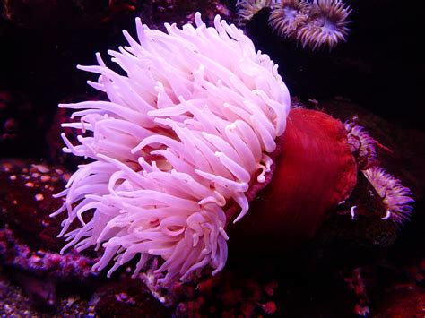 Free Images Water Flower Petal Animal Colorful Coral Reef