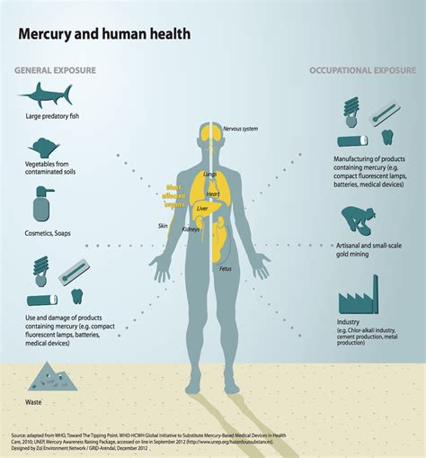 Mercury And Human Health Mercury Can Enter The Food Chain Flickr