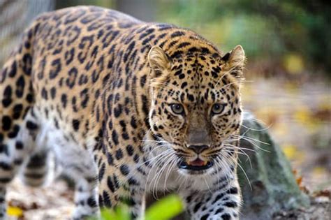 Researchers Amur Leopard Population Doubles Since 2007