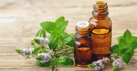 Peppermint Oil Uses Benefits And Side Effects