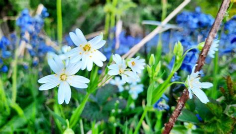 Walk And Talk Woodland Wildflowers For Beginners