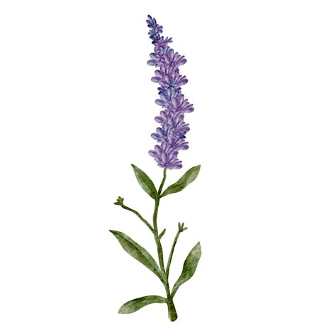 Watercolor Lavender Flower Clip Art 16537618 Png