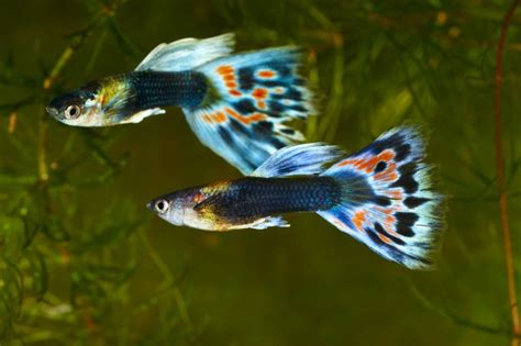 Produk yang kami jual antara lain letter six, clownfish, gobi, betok, kko, jabing, angel, bluestone, bcf, piyama, napoleon, keling, roket dekora, platak, naso dll. Jual Ikan Hias Terbaik, Harga Grosir dan Pasti Murah ...