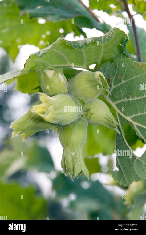 Hazelnut Tree Leaf Hi Res Stock Photography And Images Alamy