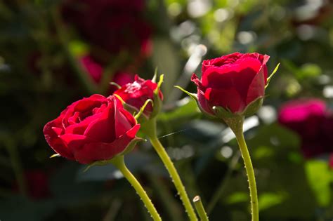Images Gratuites La Nature Fleur Pétale Printemps Rouge