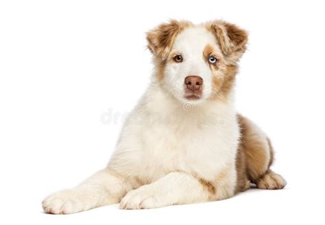 Australian Shepherd Puppy 35 Months Old Lying Stock Image Image Of