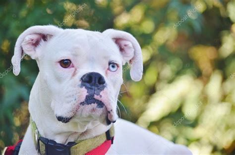 Close Up De Um Cão Boxer Branco — Fotografias De Stock