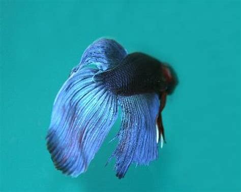 They may tip to one side as they float, or you. What Causes a Betta to Lay on Its Side? - Pets