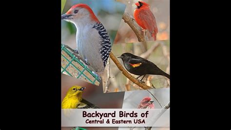 Identify Your Common Backyard Birds Central And Eastern Usa Youtube