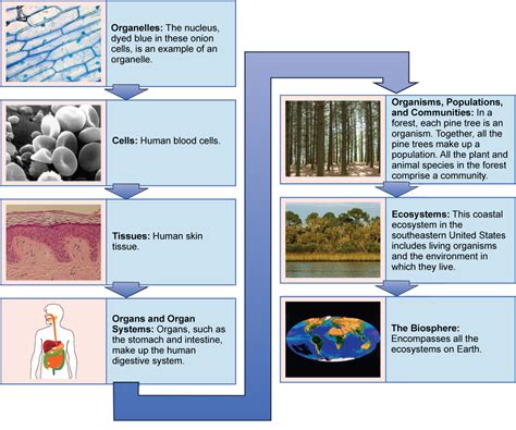 Levels Of Organization Of Living Things Biology For Majors II
