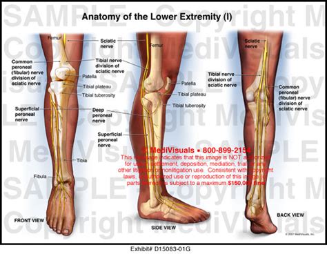 Anatomy Of The Lower Extremity I Medivisuals Medical Illustration
