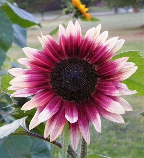 Check spelling or type a new query. You Can Plant Cherry Rose Sunflowers With Maroon Gradient ...