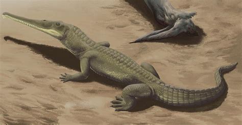 Prehistoric Crocodile Fossil