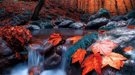 Autumn Forest Red Leaves Stones Water Stream Hd Nature Wallpapers Hd