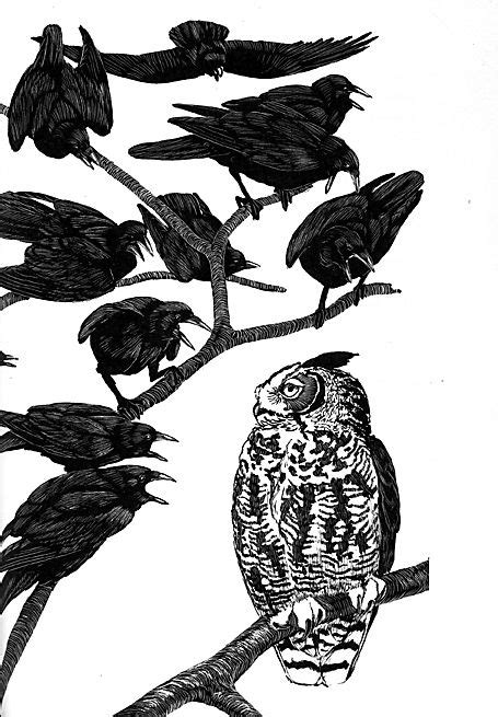 Crows And Owl Crow Art Alice In Wonderland Drawings Animal Drawings