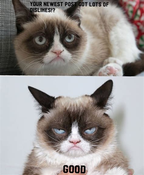 26 Grumpy Cat Memes Clean Minnesota Memes