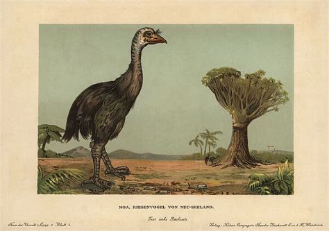 Moa Dinornis Novaezealandiae Extinct Giant Bird Of New 14212041