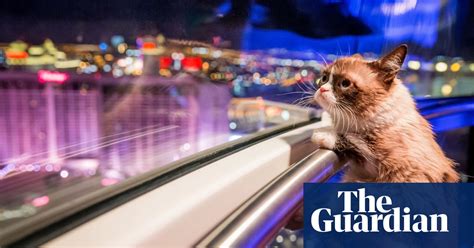 Grumpy Cats New Grumpy Book In Pictures World News The Guardian