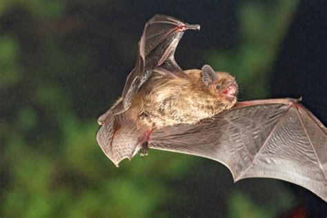 Soprano Pipistrelle Bat P Image Eurekalert Science News Releases