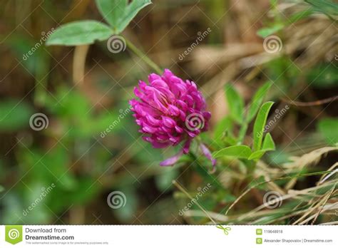 Cute Pink Clover Flower Close Up View Isolated Stock Photo Image Of