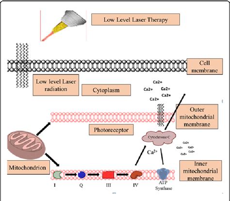 Effects And Action Mechanism Of Low Level Laser Therapy Lllt