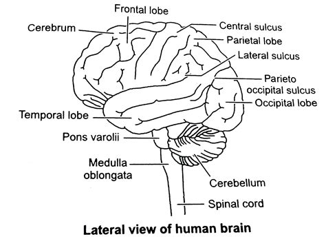 Human Brain Sketch Diagram