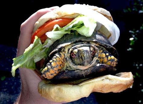 Economics Turtle Burger Turtle Hamburger