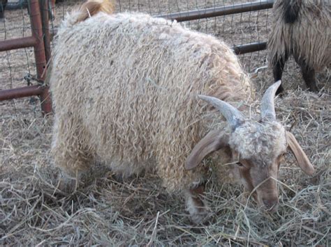 Kansas Fiber Farm Angora Goats For Sale