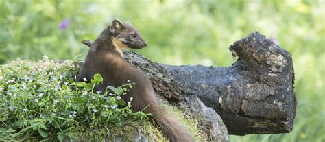 New Kits On The Block For The Welsh Pine Marten Population The