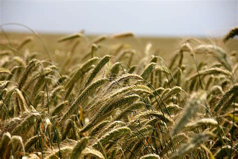 Tarım ve Orman Bakanı Prof Dr Vahit Kirişci buğday üretimi hakkında