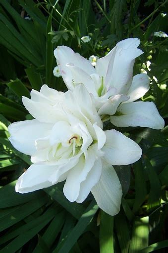 Closeup Double Oriental Roselily Anouska Vertical Stock Photo