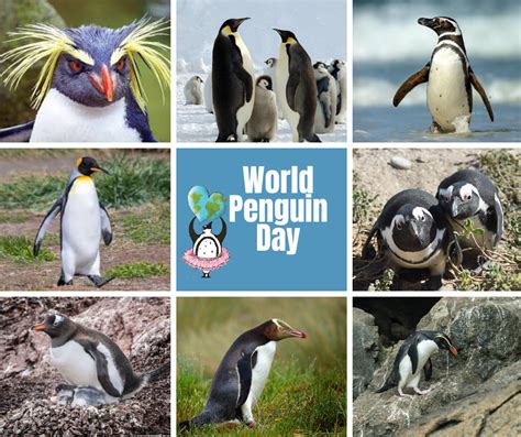 World Penguin Day Dyer Island Conservation Trust
