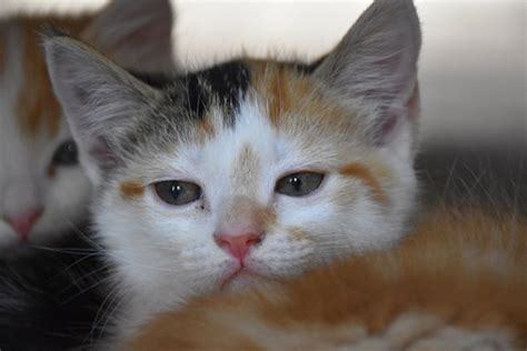 Star Female Domestic Short Hair Mix Cat In VIC PetRescue