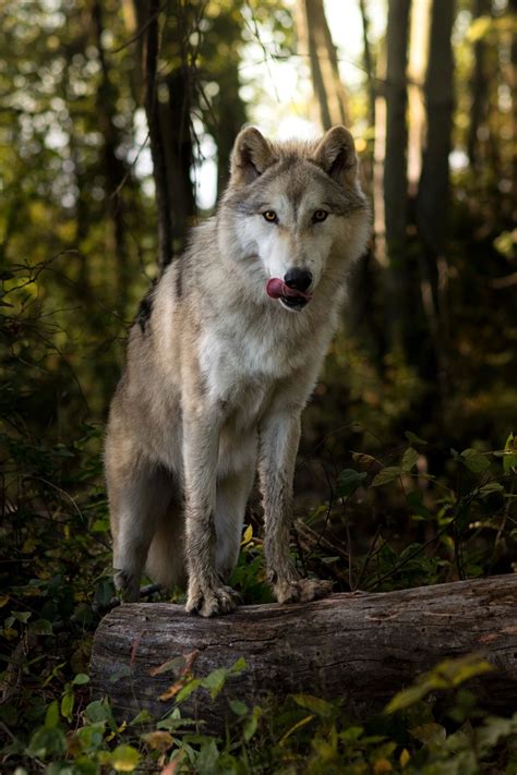 On The Hunt Smithsonian Photo Contest Smithsonian Magazine