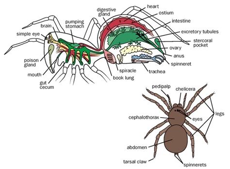 Subclass Arachnida
